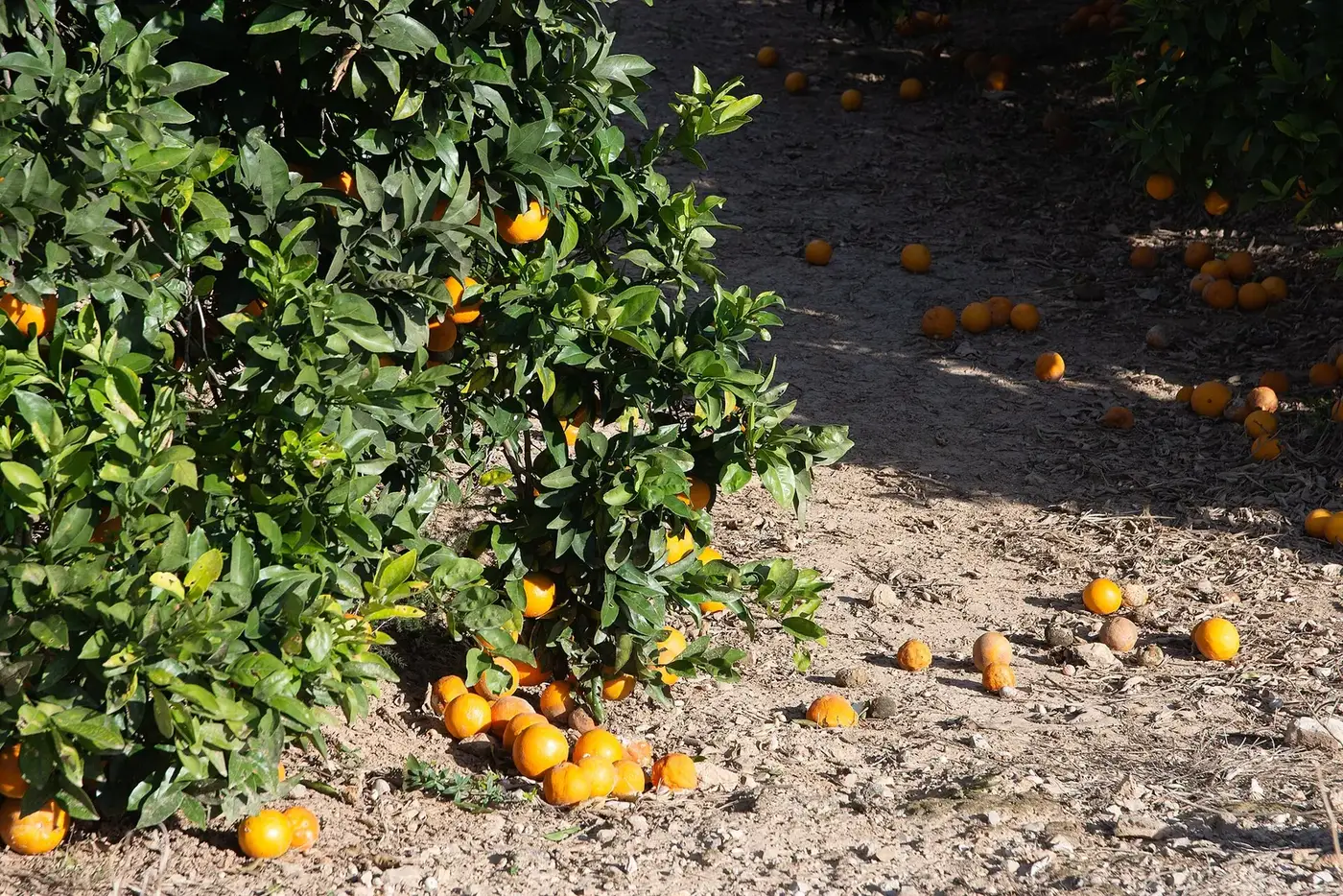 Naranjo con naranjas caídas en un campo de la Comunitat Valenciana
